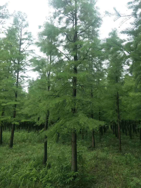 池杉